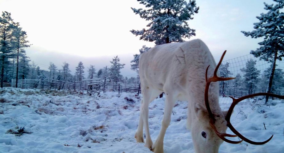Finse rendierboerderij bezoek